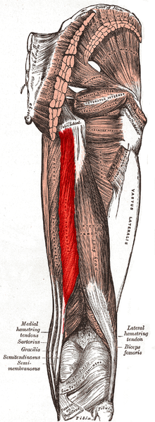 Hamstrings