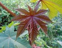 Castor plant leaf- Palma Christi