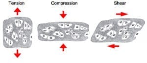 tension, compression, shear forces