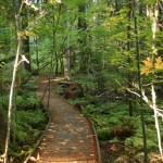 Autumn, Lungs and Letting Go