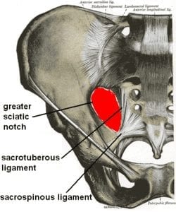 Rotate Your Femurs, Support Your Uterus