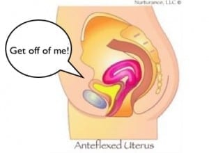 uterus pushing on bladder anteflexed uterus 