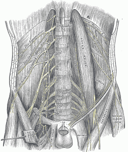 genitofemoral nerve running through psoas