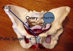 ovary between ASIS and pubic symphysis