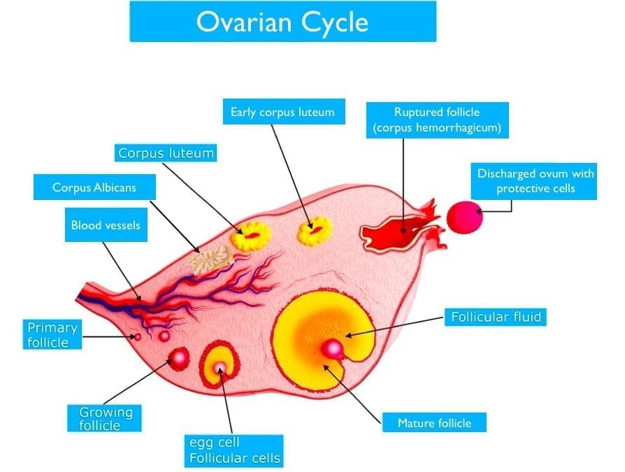 Ovulation Pain (Mittelschmertz)