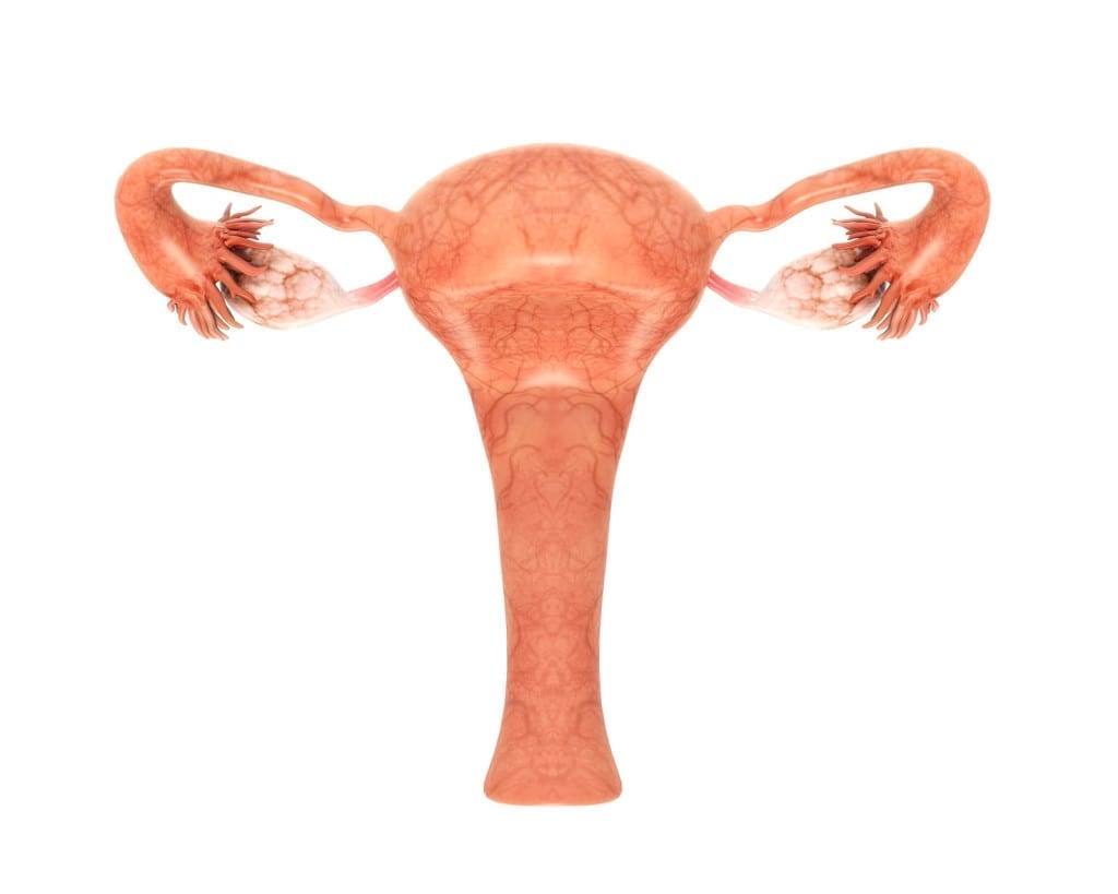 Looking at the uterus from the front.