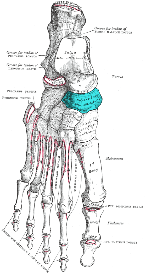 dorsal navicular