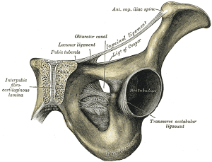 » Your Bladder Is Connected To Your Leg Bone