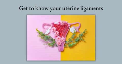 get to know your uterine ligaments