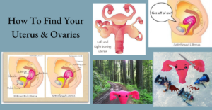 How to find uterus and ovaries